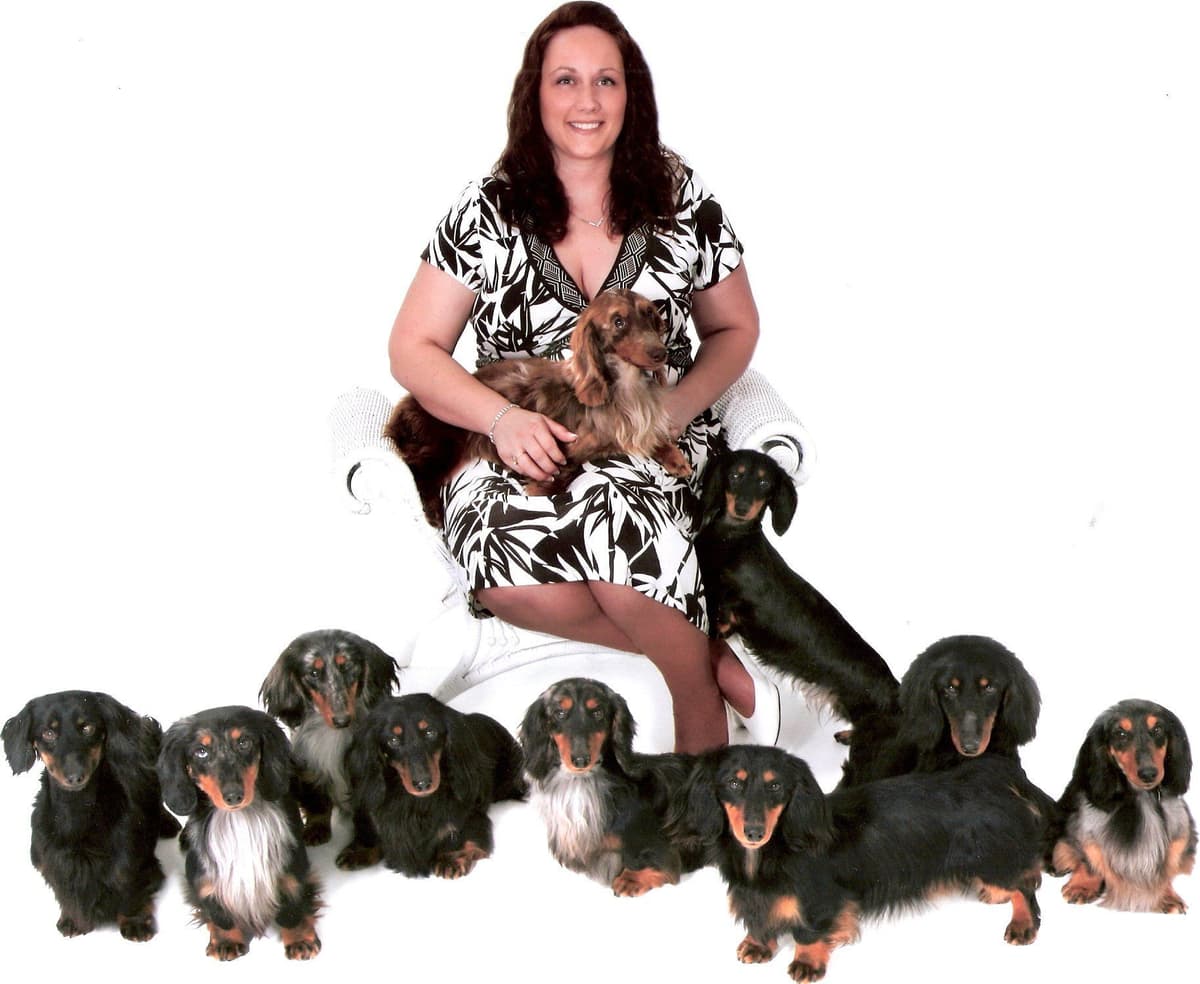 Dachshund Puppies breeder image 1