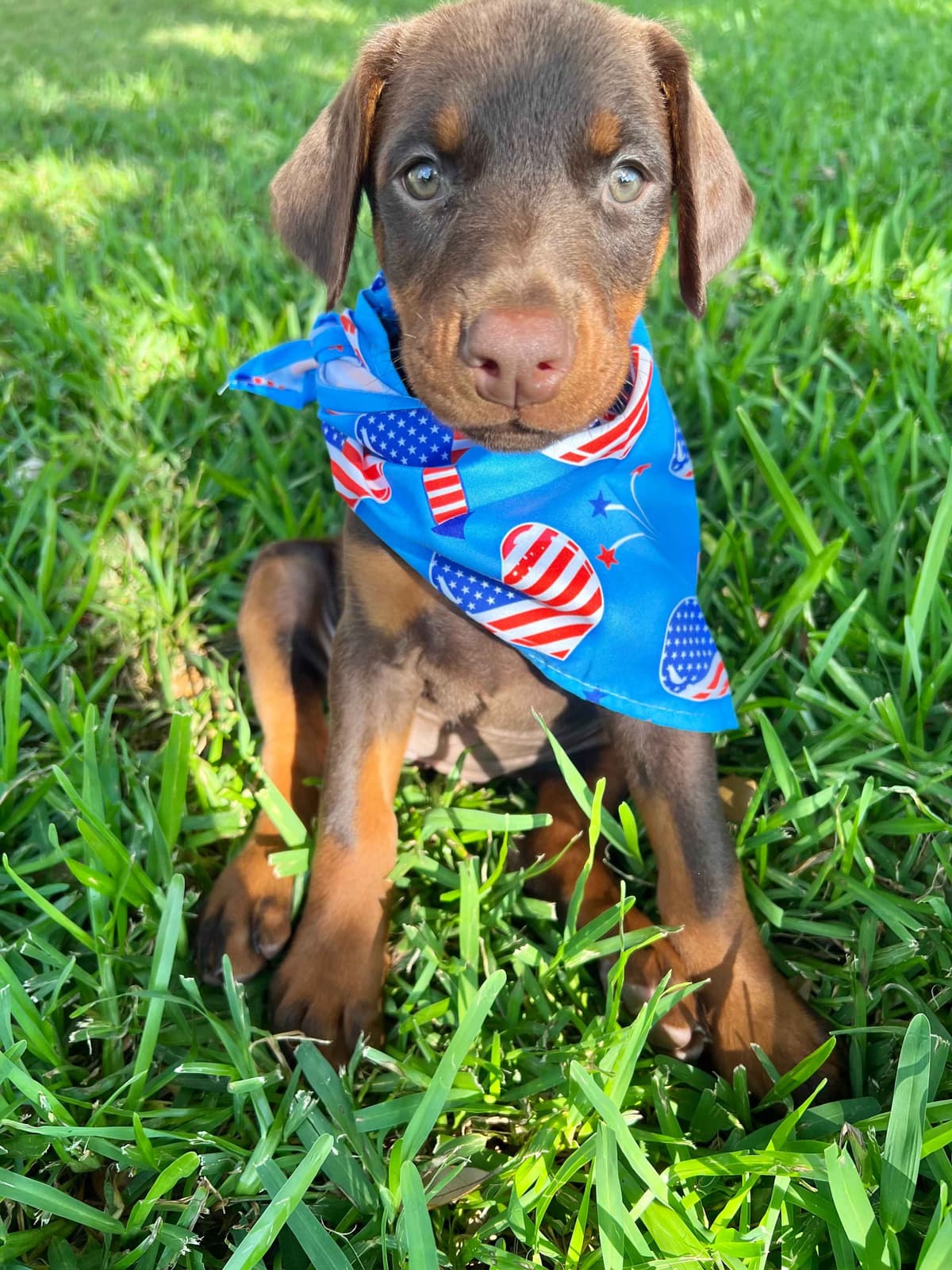 ***MALES*** Warlock Doberman Pupperonies breeder image 9