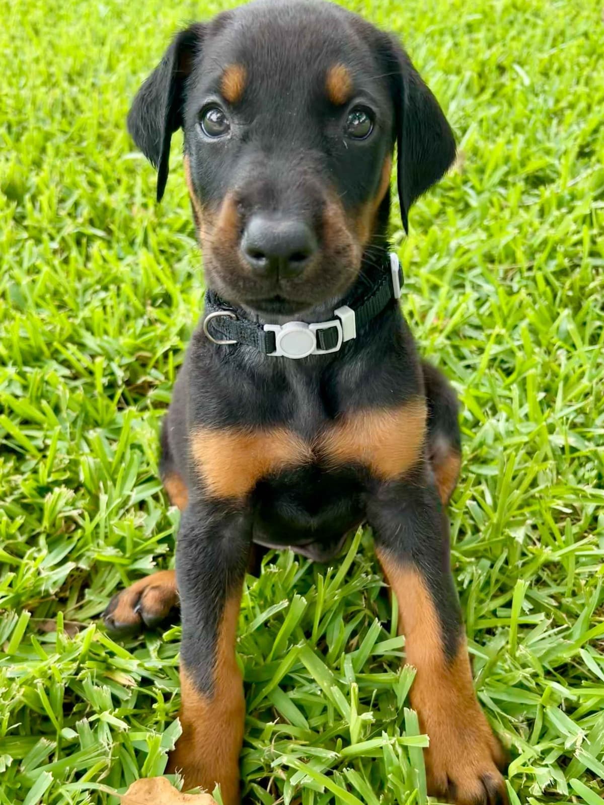 ***MALES*** Warlock Doberman Pupperonies breeder image 10