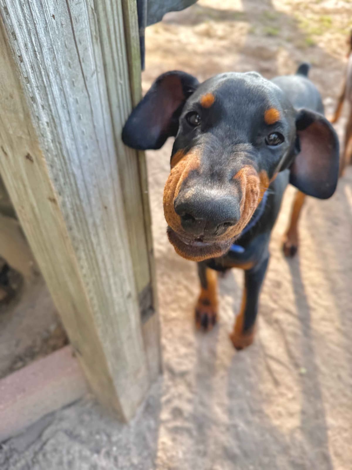 ***MALES*** Warlock Doberman Pupperonies breeder image 11
