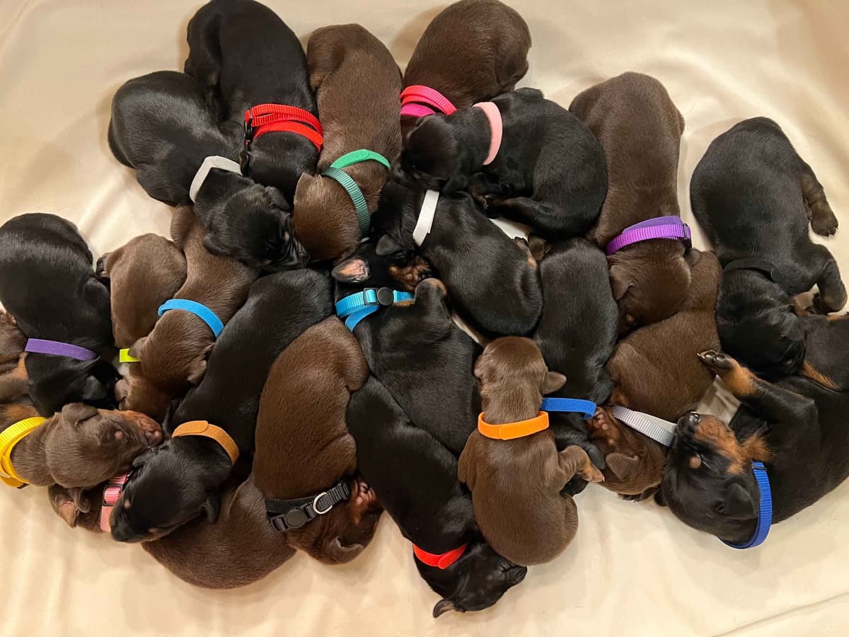 ***MALES*** Warlock Doberman Pupperonies breeder image 12