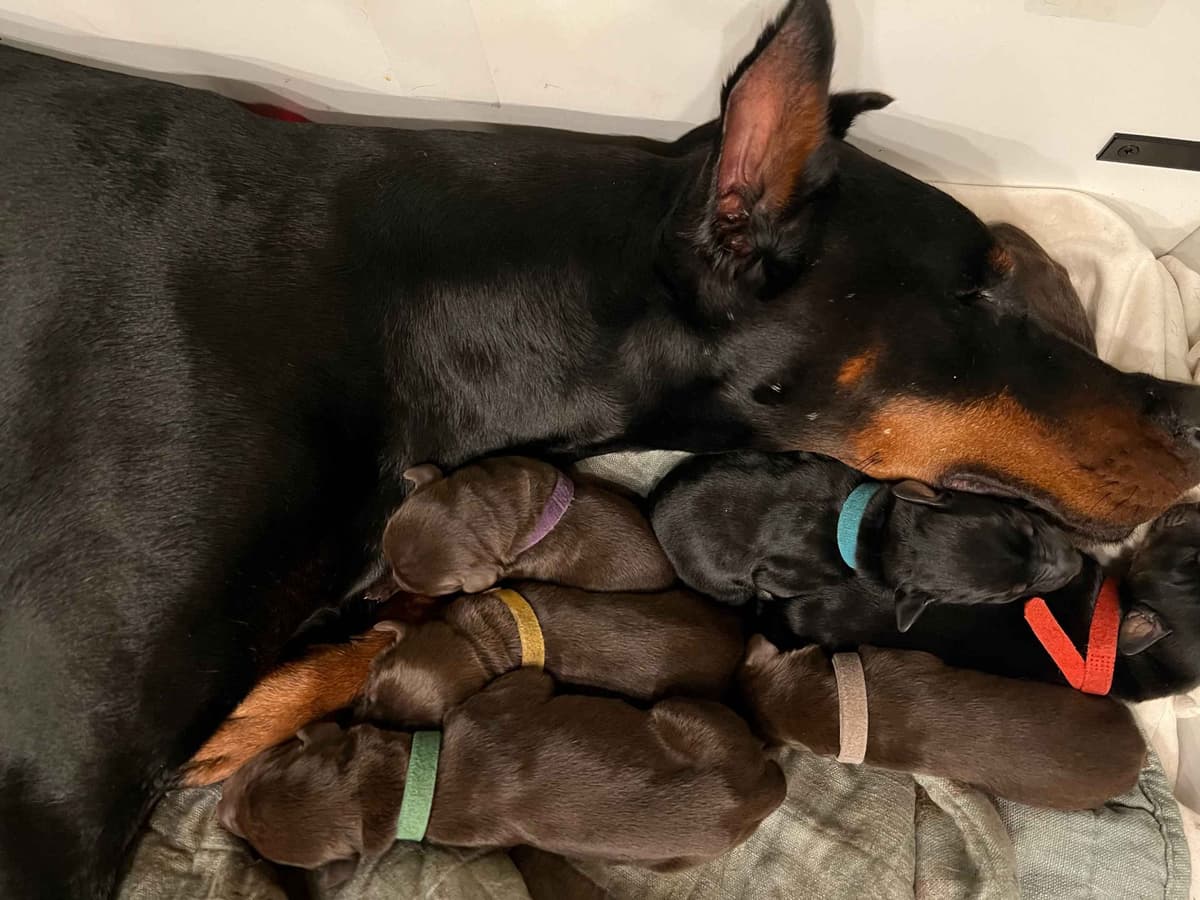 ***MALES*** Warlock Doberman Pupperonies breeder image 13