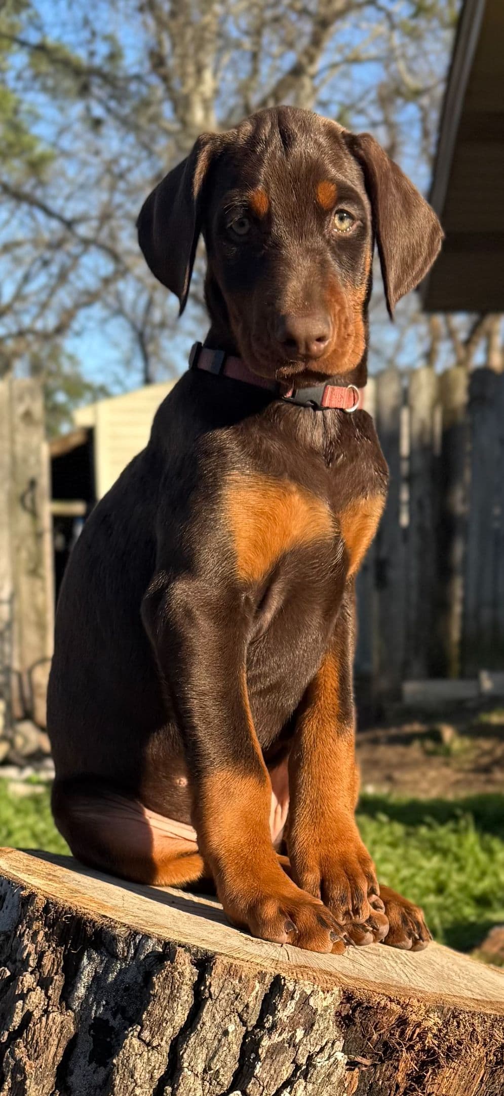 ***MALES*** Warlock Doberman Pupperonies breeder image 14