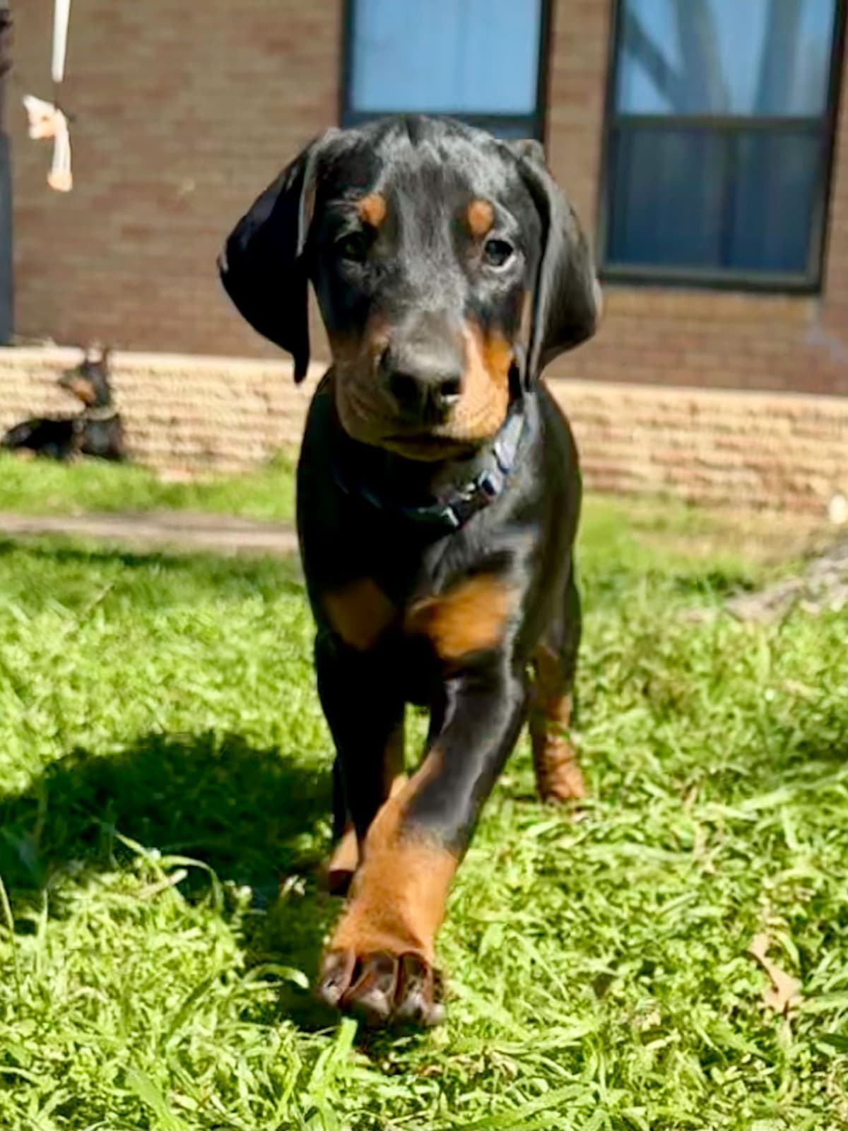***MALES*** Warlock Doberman Pupperonies breeder image 15