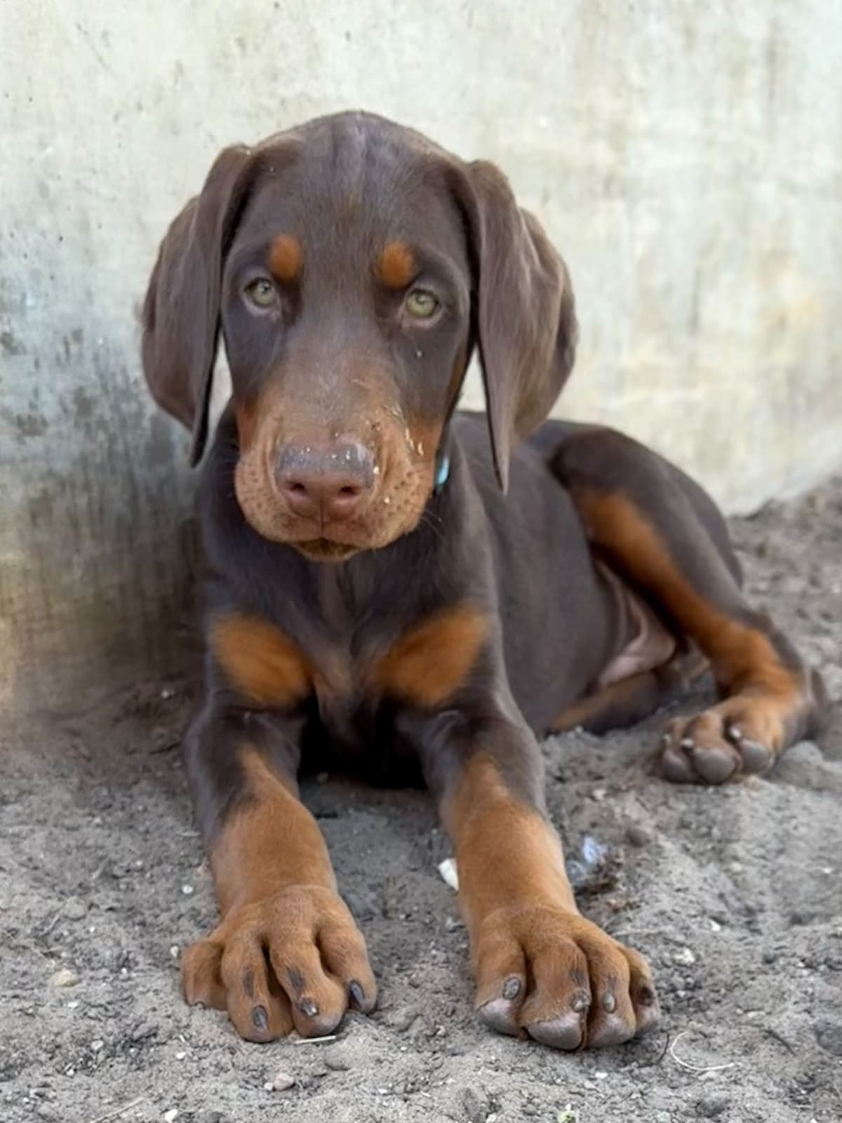***MALES*** Warlock Doberman Pupperonies breeder image 16