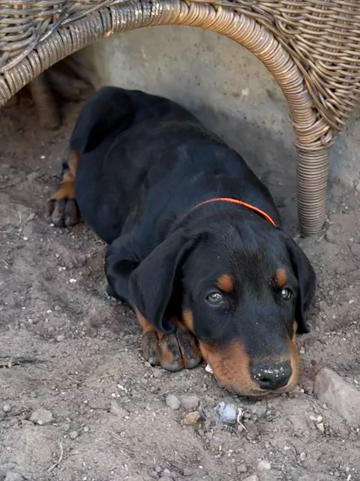 ***MALES*** Warlock Doberman Pupperonies breeder image 17