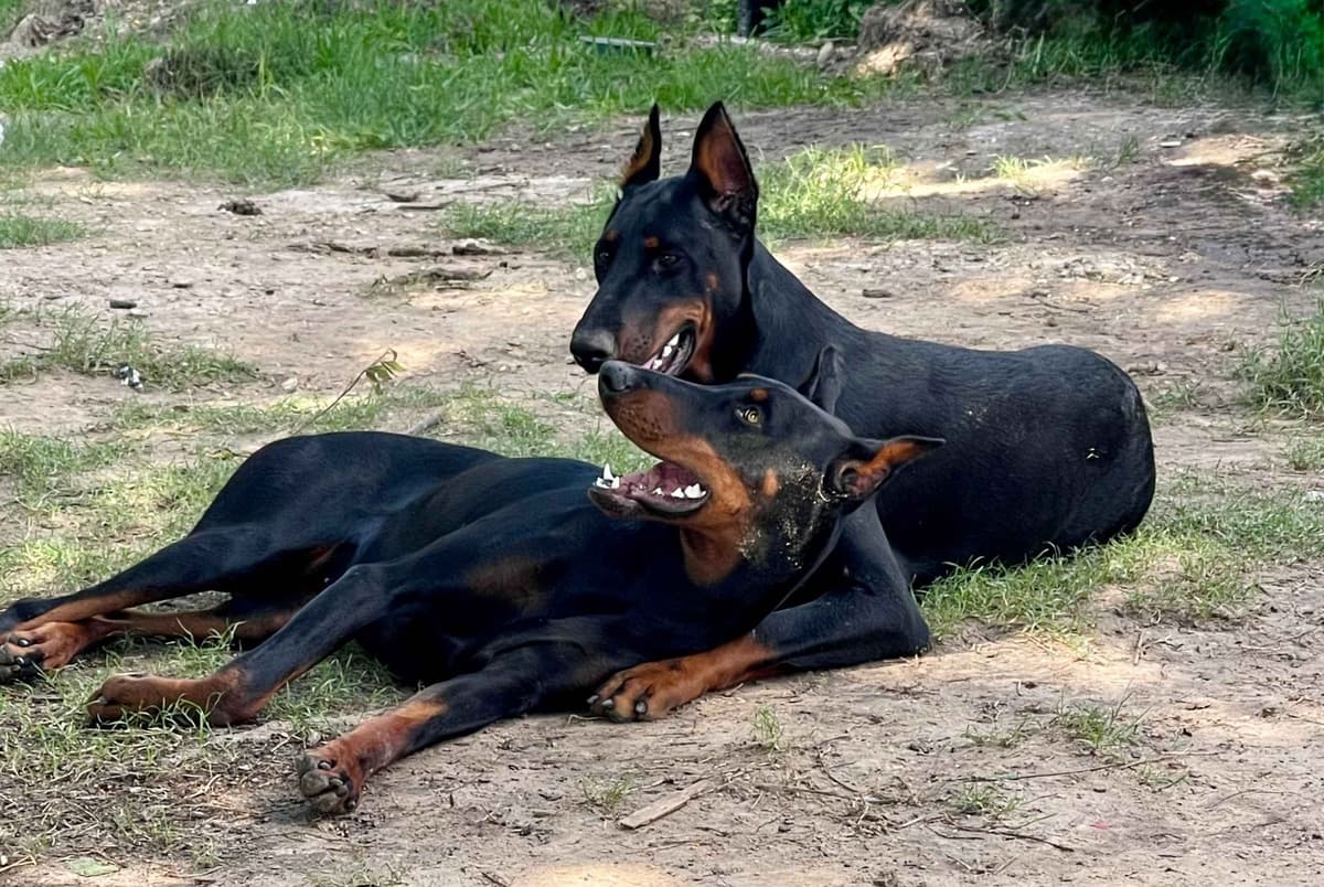 ***MALES*** Warlock Doberman Pupperonies breeder image 3