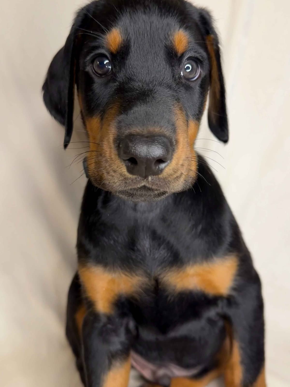 ***MALES*** Warlock Doberman Pupperonies breeder image 18