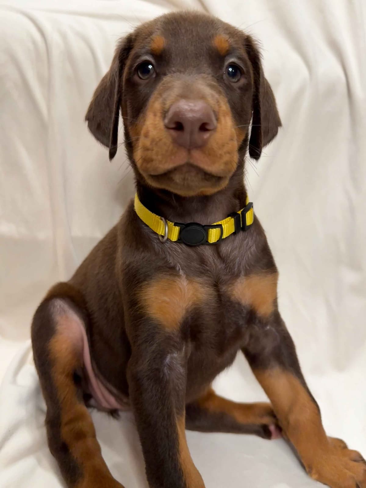 ***MALES*** Warlock Doberman Pupperonies breeder image 19