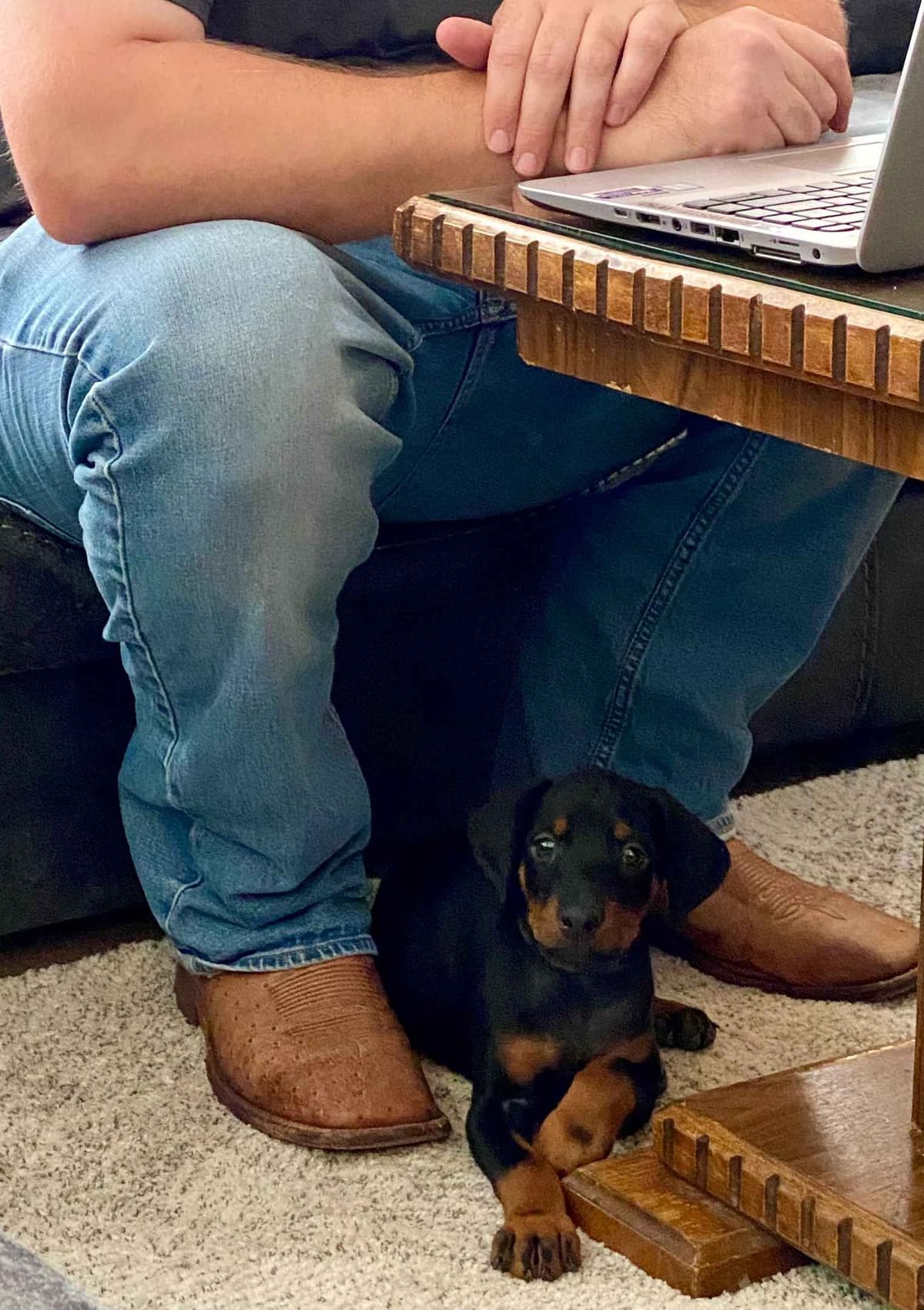 ***MALES*** Warlock Doberman Pupperonies breeder image 21