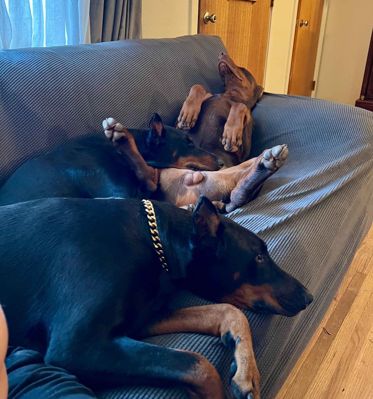 ***MALES*** Warlock Doberman Pupperonies breeder image 25