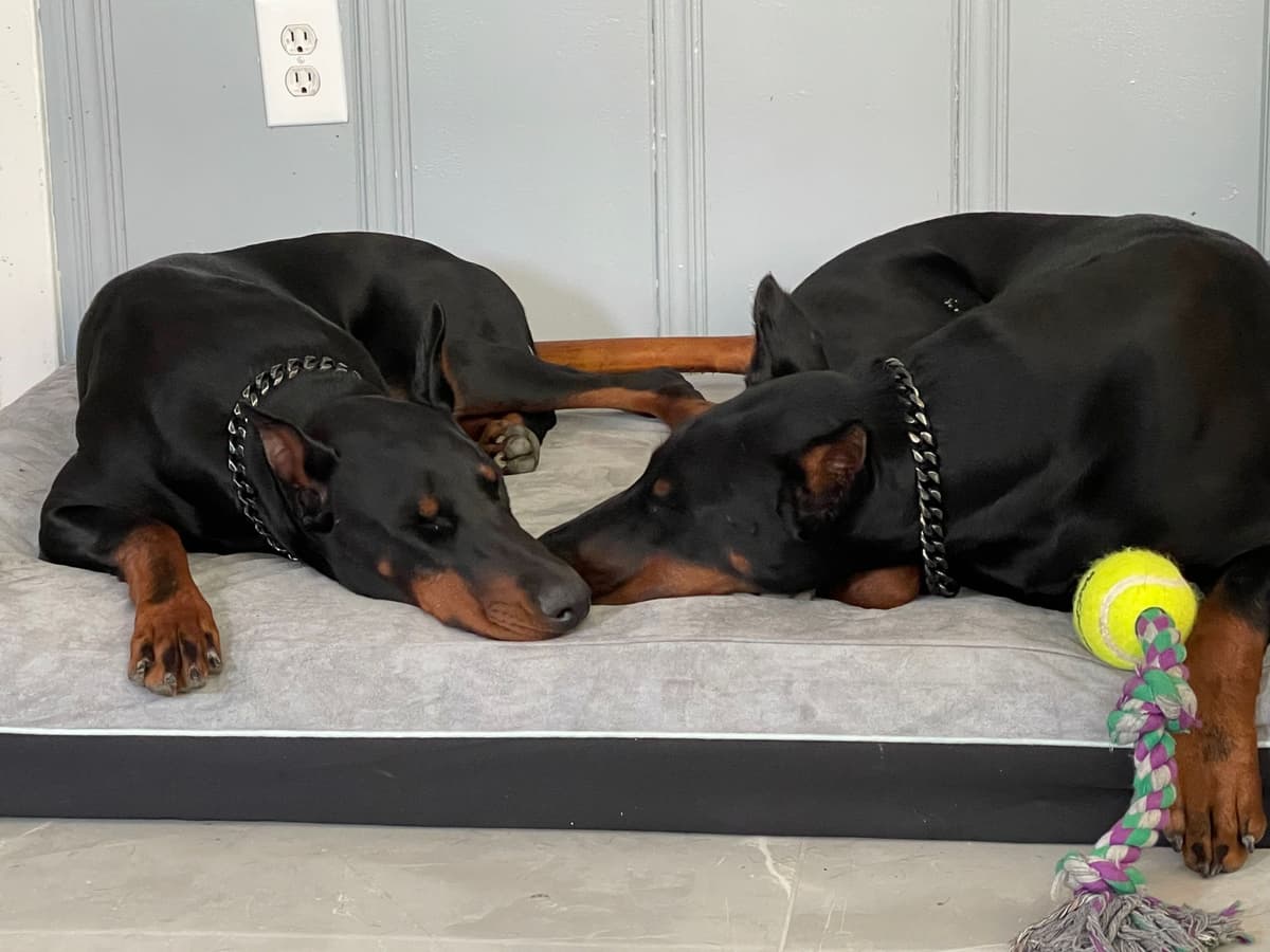 ***MALES*** Warlock Doberman Pupperonies breeder image 5