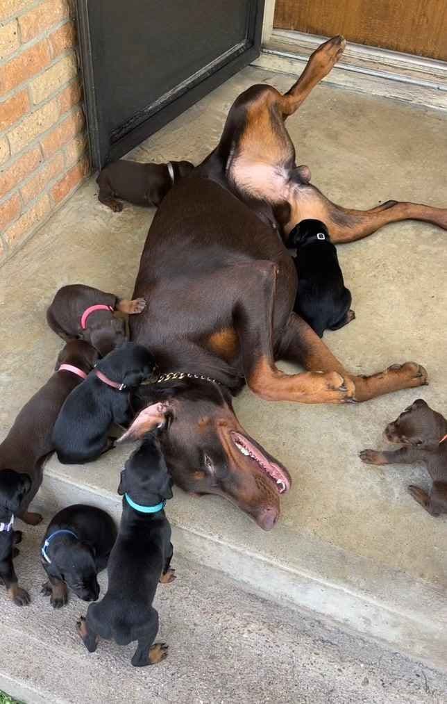 ***MALES*** Warlock Doberman Pupperonies breeder image 6