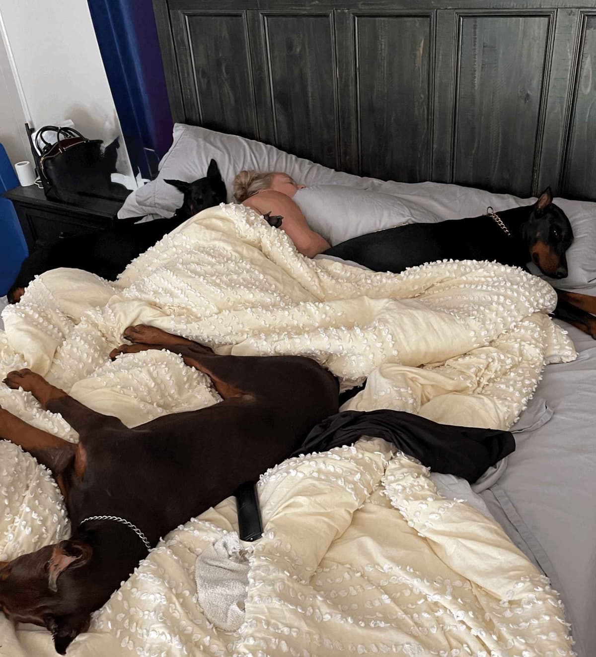 ***MALES*** Warlock Doberman Pupperonies breeder image 4