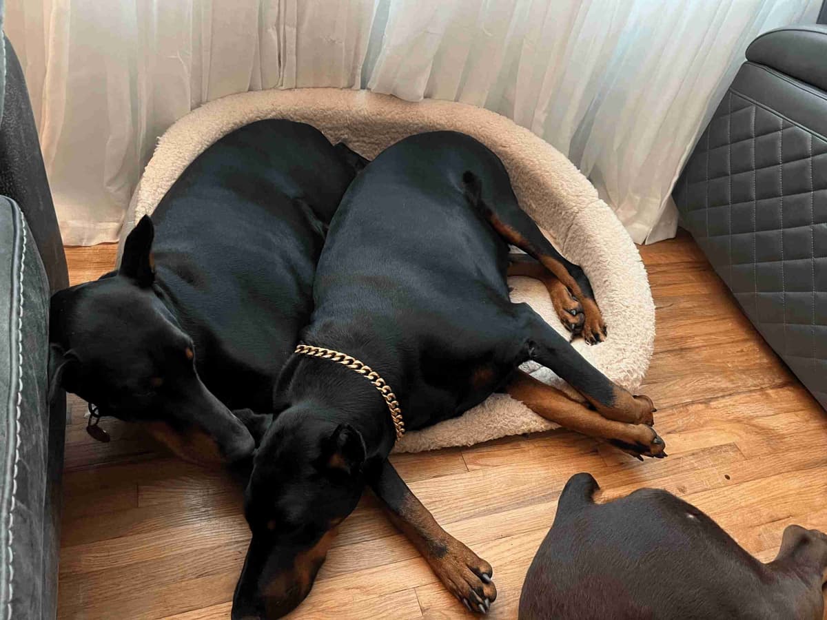 ***MALES*** Warlock Doberman Pupperonies breeder image 27