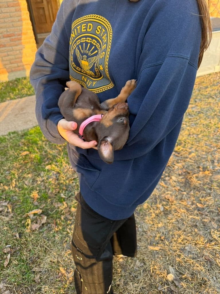 ***MALES*** Warlock Doberman Pupperonies breeder image 28