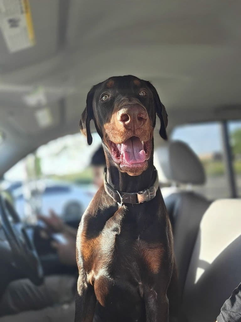 ***MALES*** Warlock Doberman Pupperonies breeder image 29