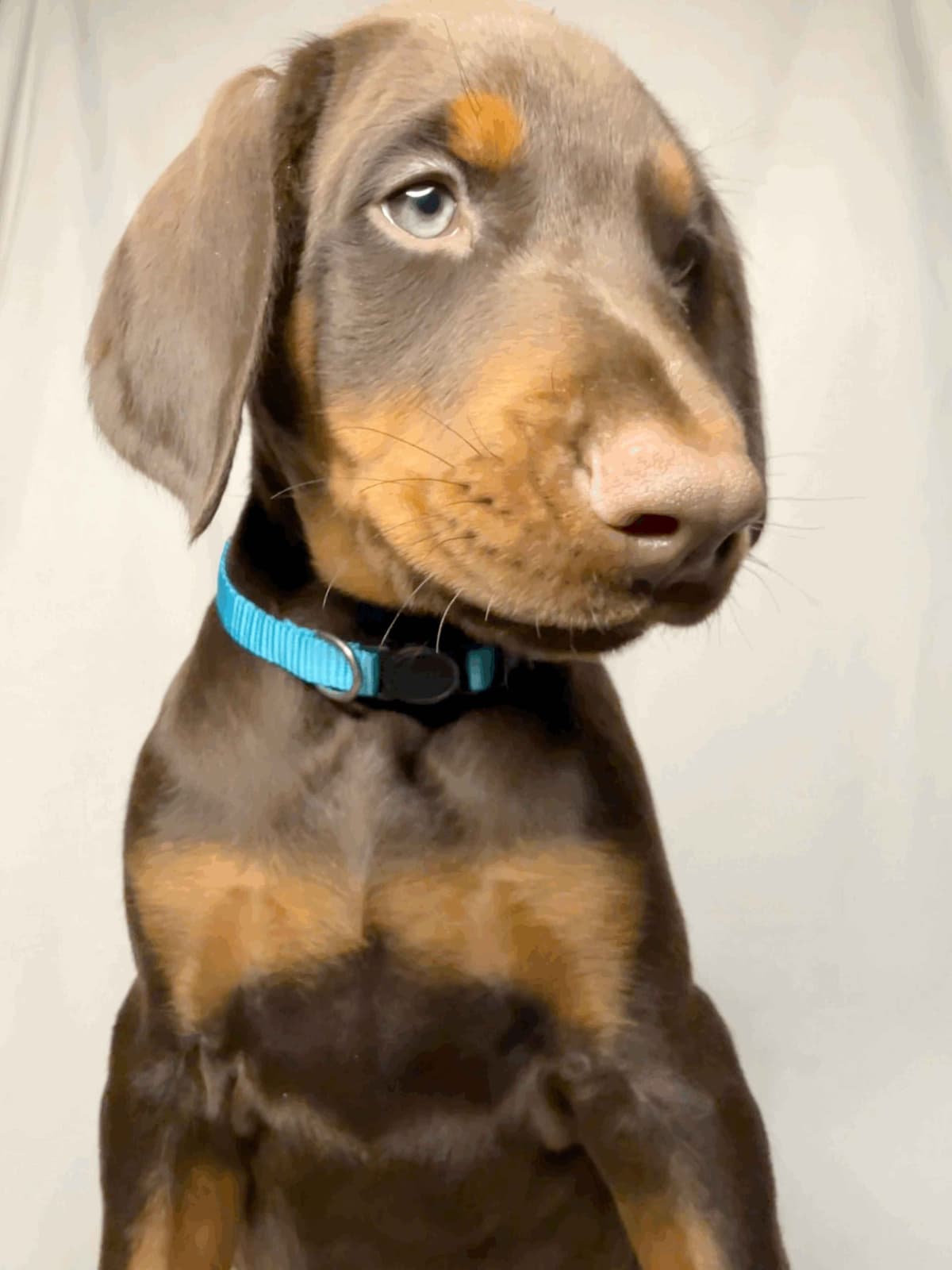 ***MALES*** Warlock Doberman Pupperonies breeder image 30