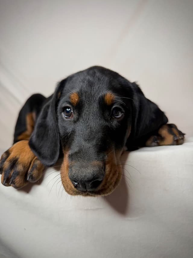 ***MALES*** Warlock Doberman Pupperonies media 2