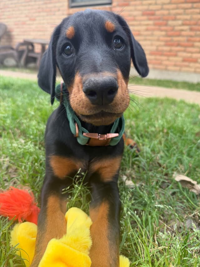 ***MALES*** Warlock Doberman Pupperonies media 3