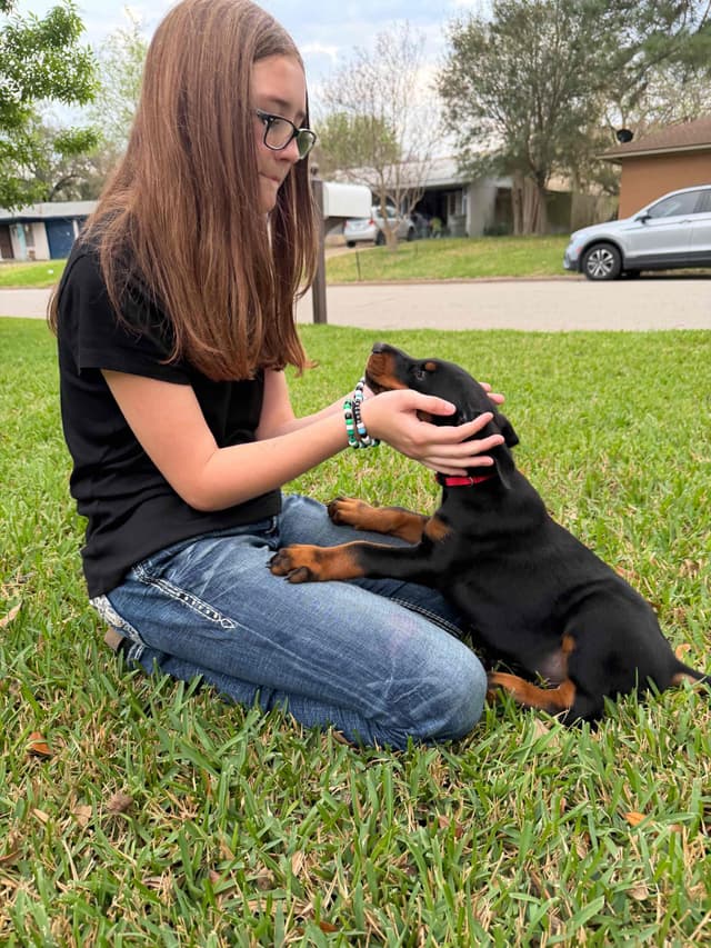 ***MALES*** Warlock Doberman Pupperonies media 4