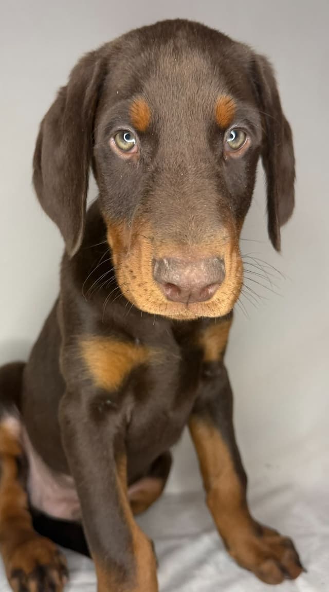 ***MALES*** Warlock Doberman Pupperonies media 6