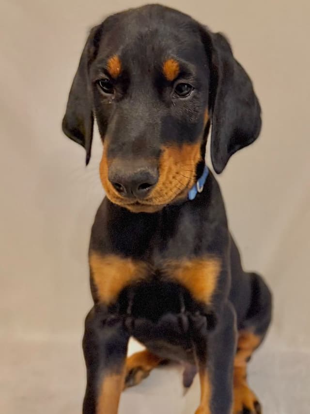 ***MALES*** Warlock Doberman Pupperonies media 7