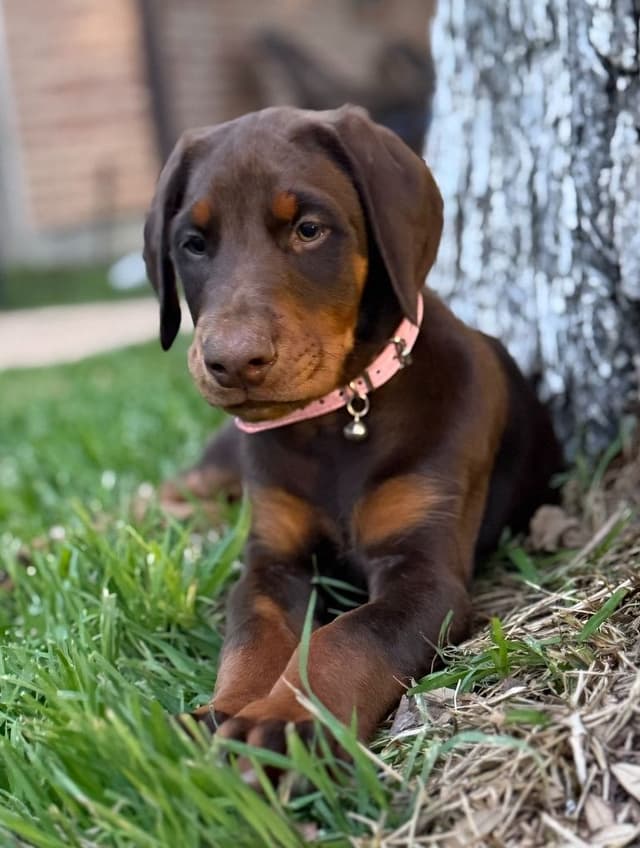 ***MALES*** Warlock Doberman Pupperonies media 8