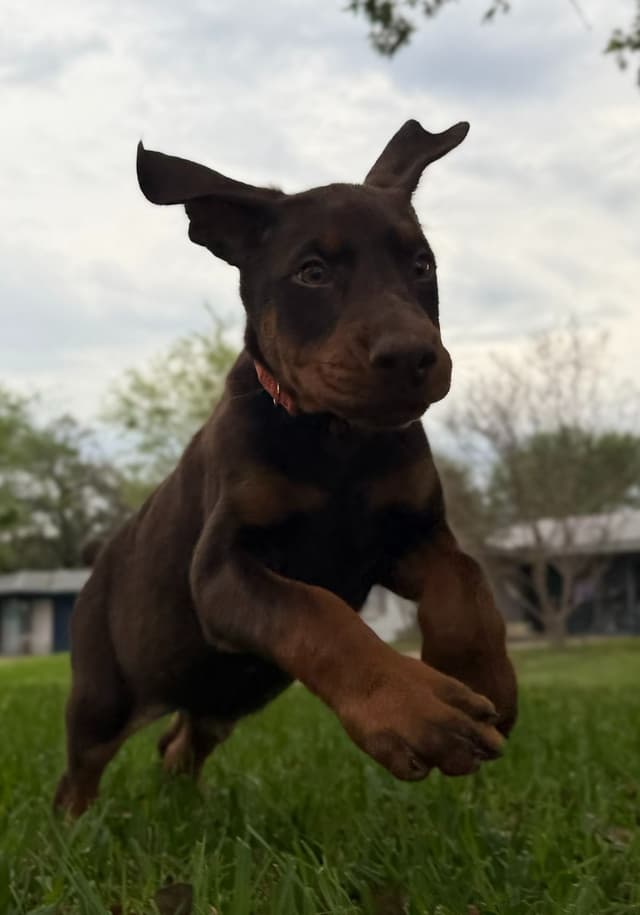 ***MALES*** Warlock Doberman Pupperonies media 10