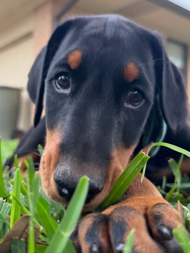 ***MALES*** Warlock Doberman Pupperonies media 11