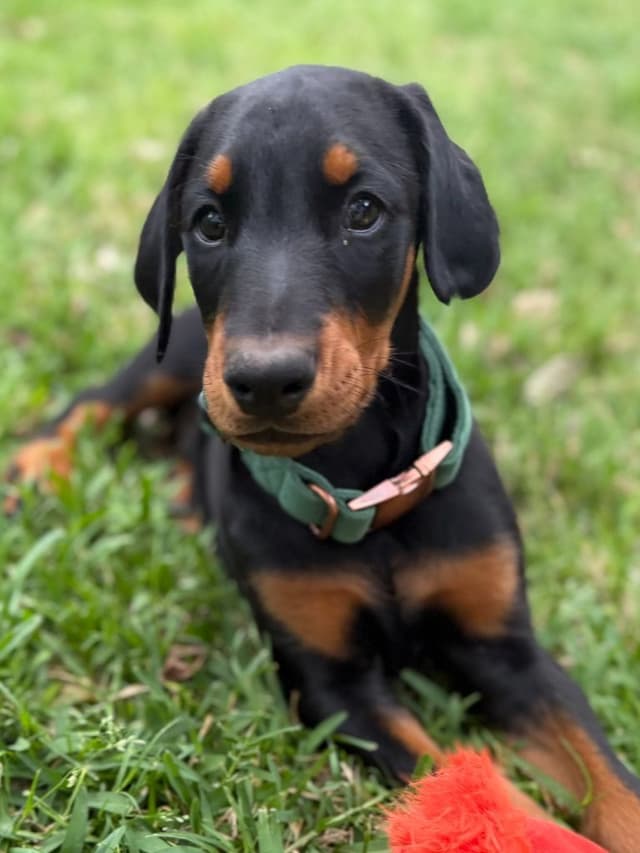 ***MALES*** Warlock Doberman Pupperonies media 12
