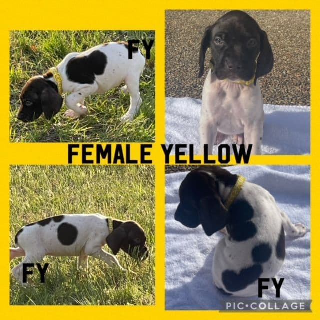 German Shorthaired Pointer Puppies breeder image 1