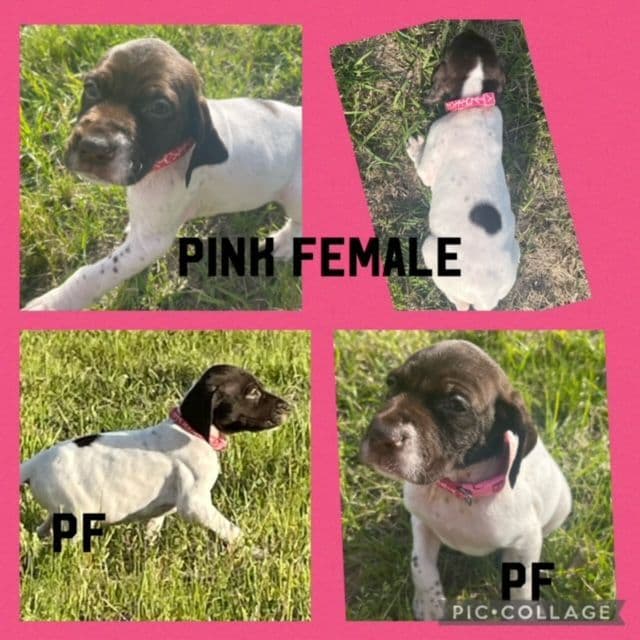 German Shorthaired Pointer Puppies breeder image 2