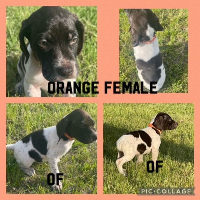German Shorthaired Pointer Puppies breeder image 3