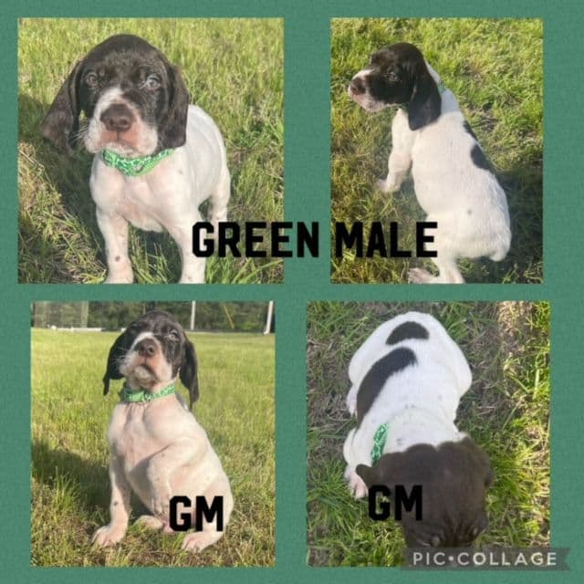 German Shorthaired Pointer Puppies breeder image 4