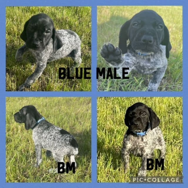 German Shorthaired Pointer Puppies breeder image 5