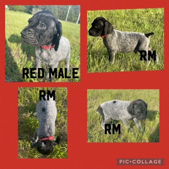 German Shorthaired Pointer Puppies breeder image 6