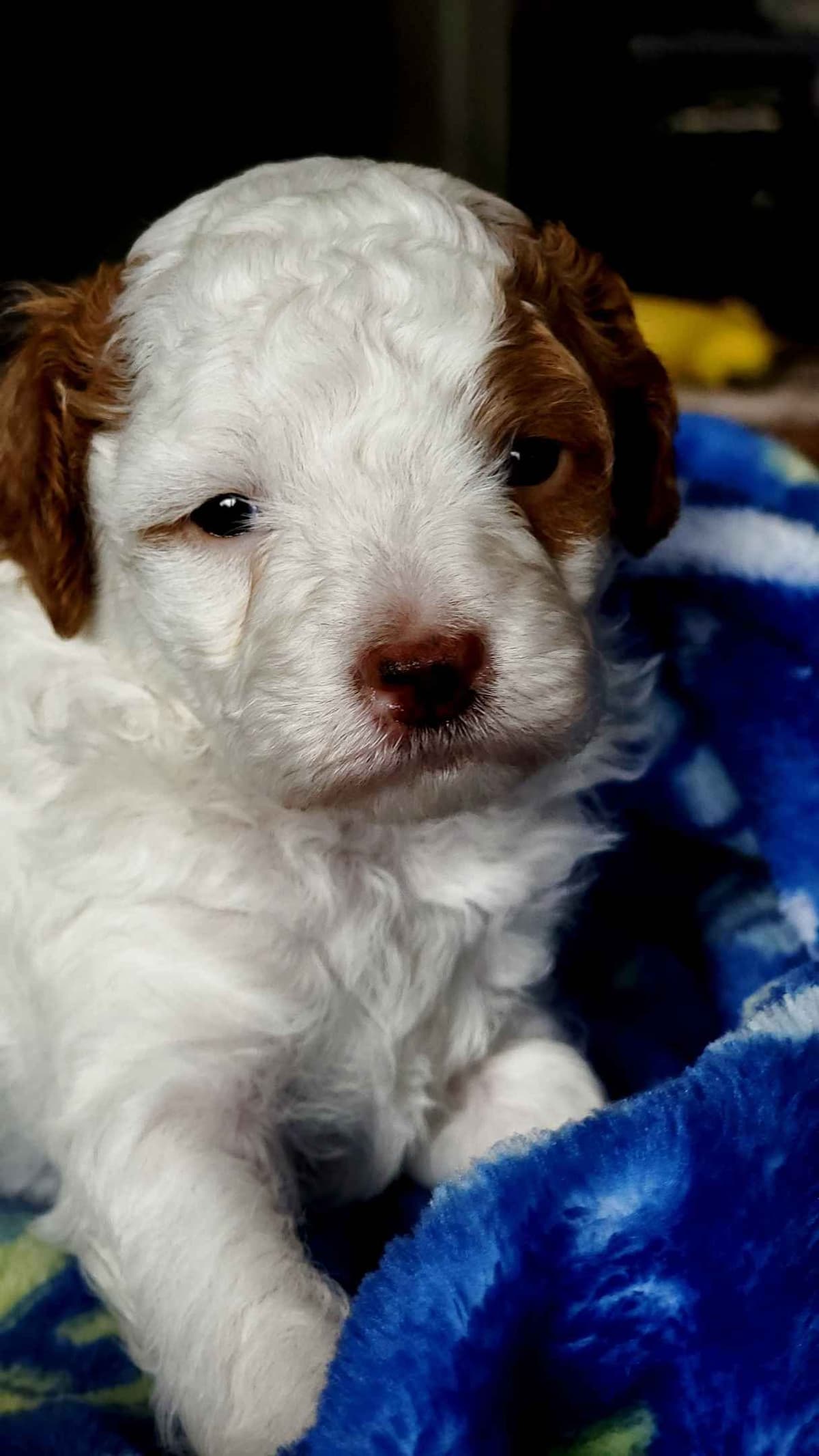 2200 "Clear Gen" Poodle Ppy including CDDY/IVDD breeder image 1