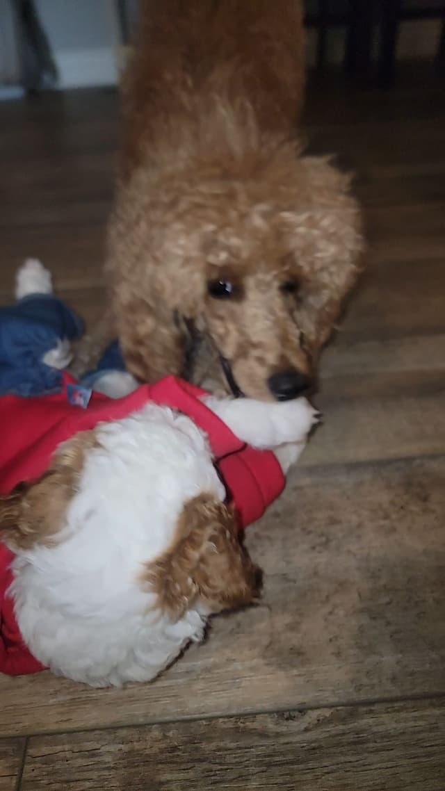 Poodle, 5 years old female 600 media 6