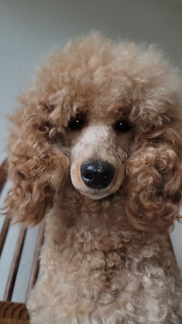 Poodle, 5 years old female 600 media 8