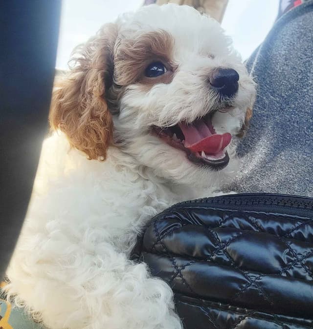 Poodle, 5 years old female 600 media 4