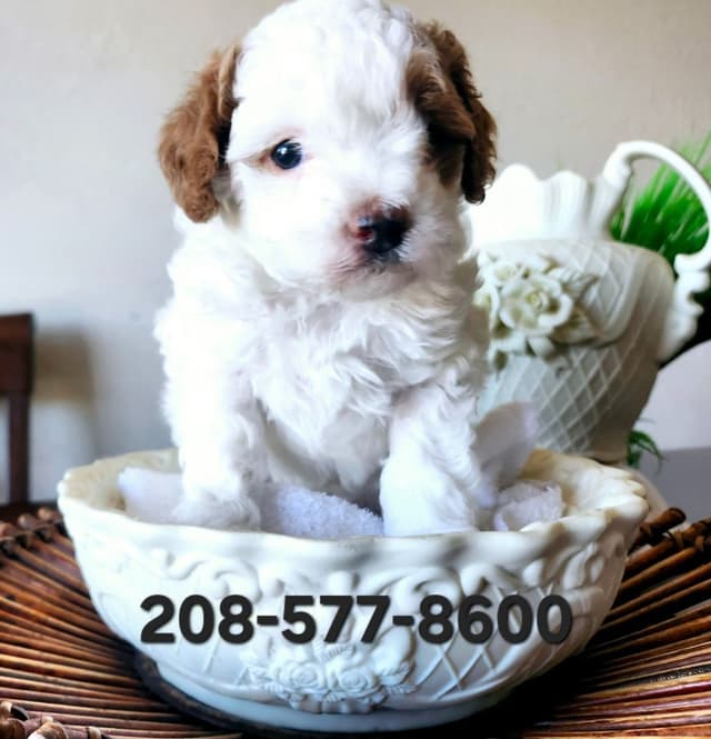 Poodle, 5 years old female 600 media 2
