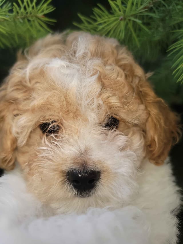 $2000 Poodle Puppy 8 lbs media 2