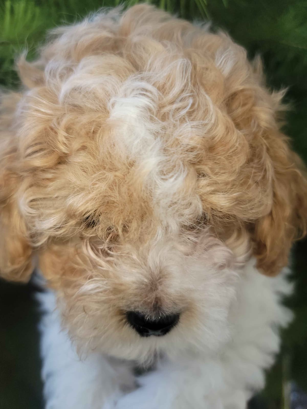 2200 "Clear Gen" Poodle Ppy including CDDY/IVDD breeder image 2
