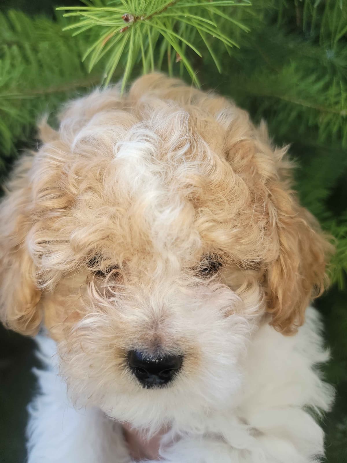2200 "Clear Gen" Poodle Ppy including CDDY/IVDD breeder image 3