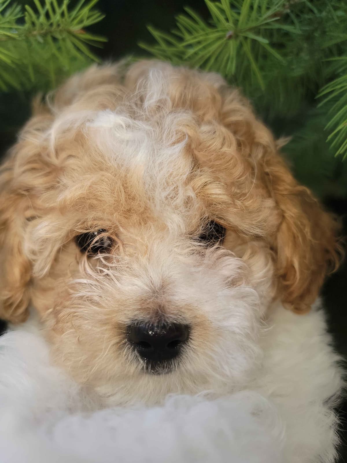 2200 "Clear Gen" Poodle Ppy including CDDY/IVDD breeder image 4