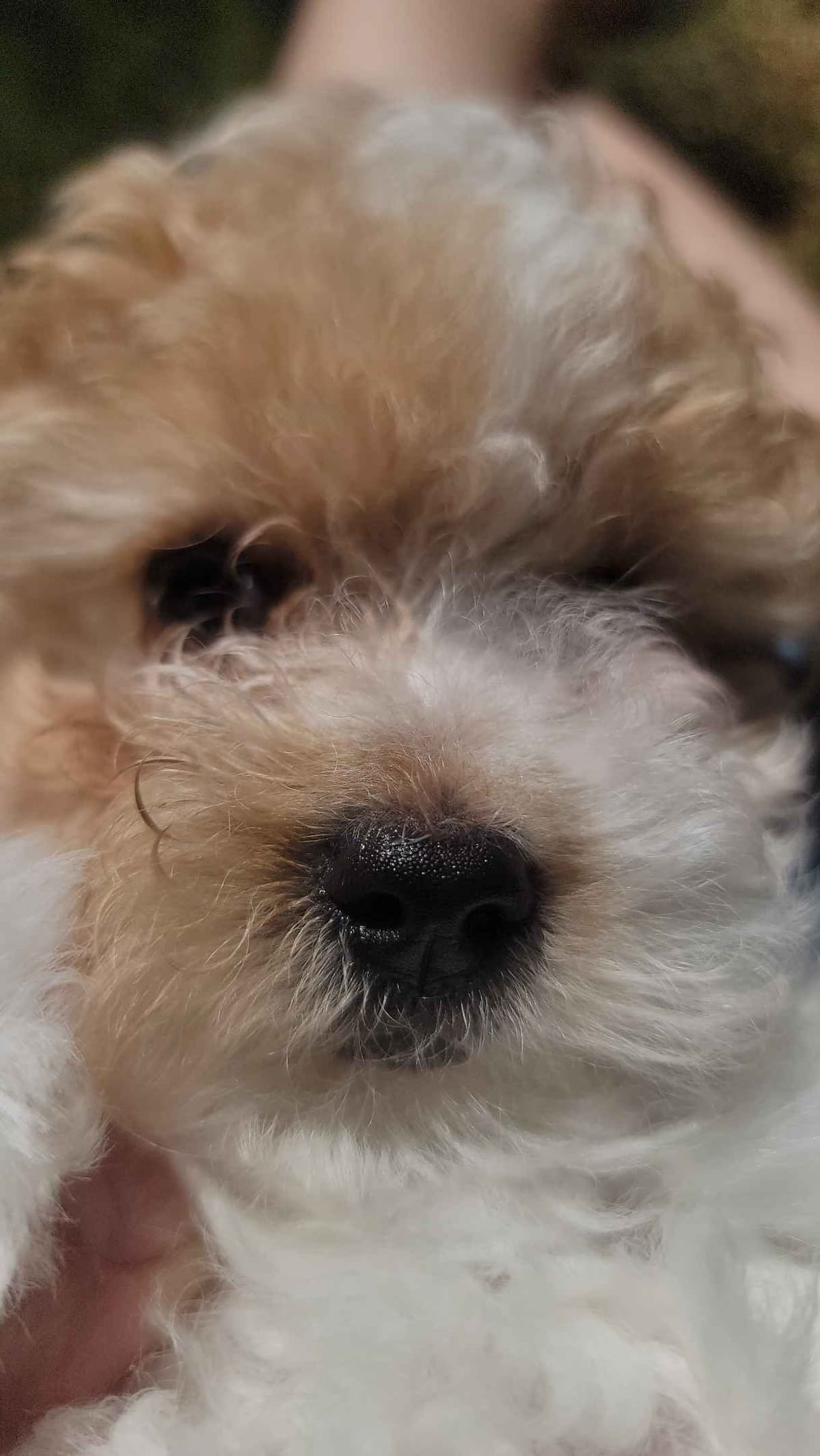 2200 "Clear Gen" Poodle Ppy including CDDY/IVDD breeder image 5