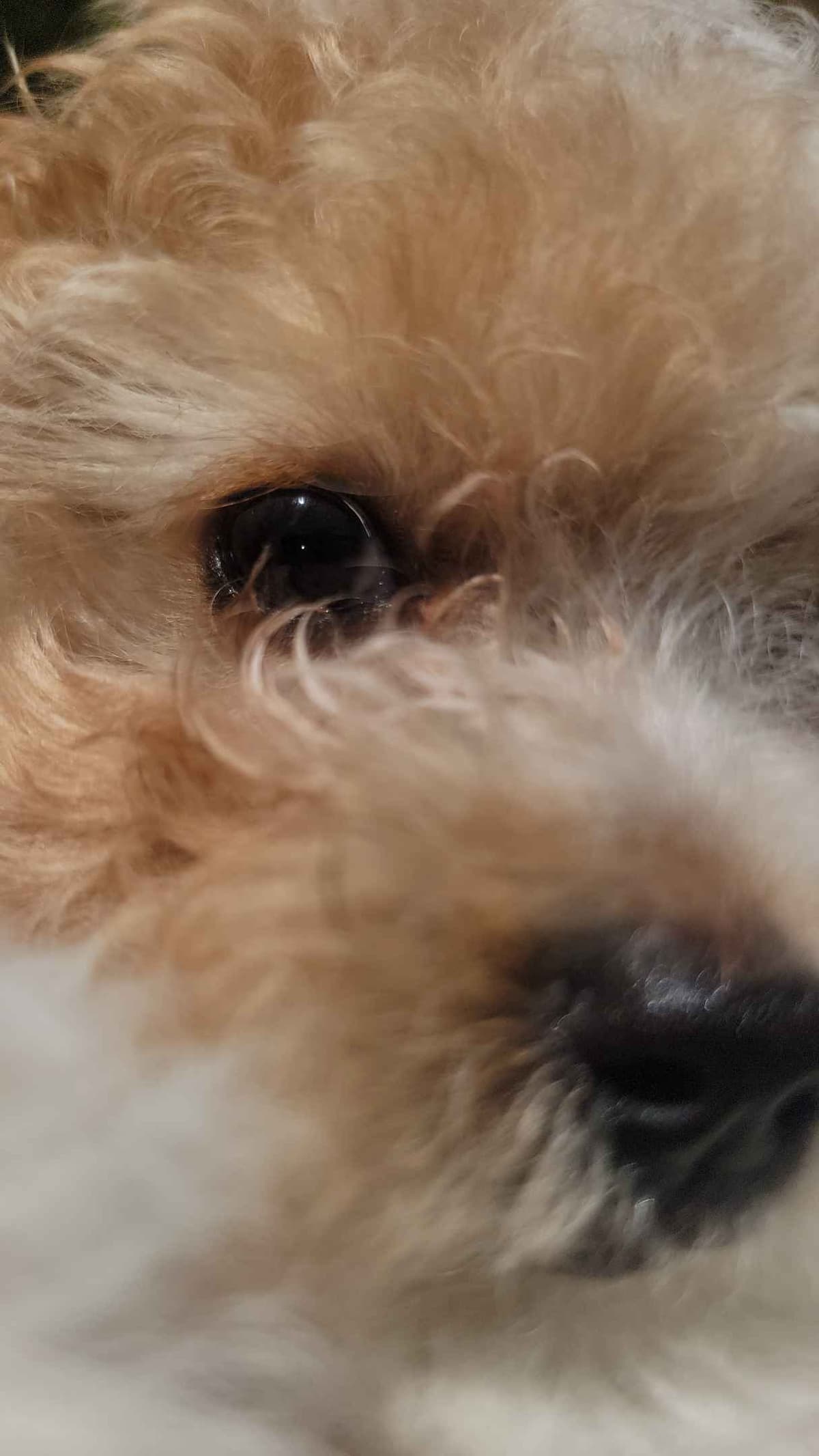 2200 "Clear Gen" Poodle Ppy including CDDY/IVDD breeder image 6