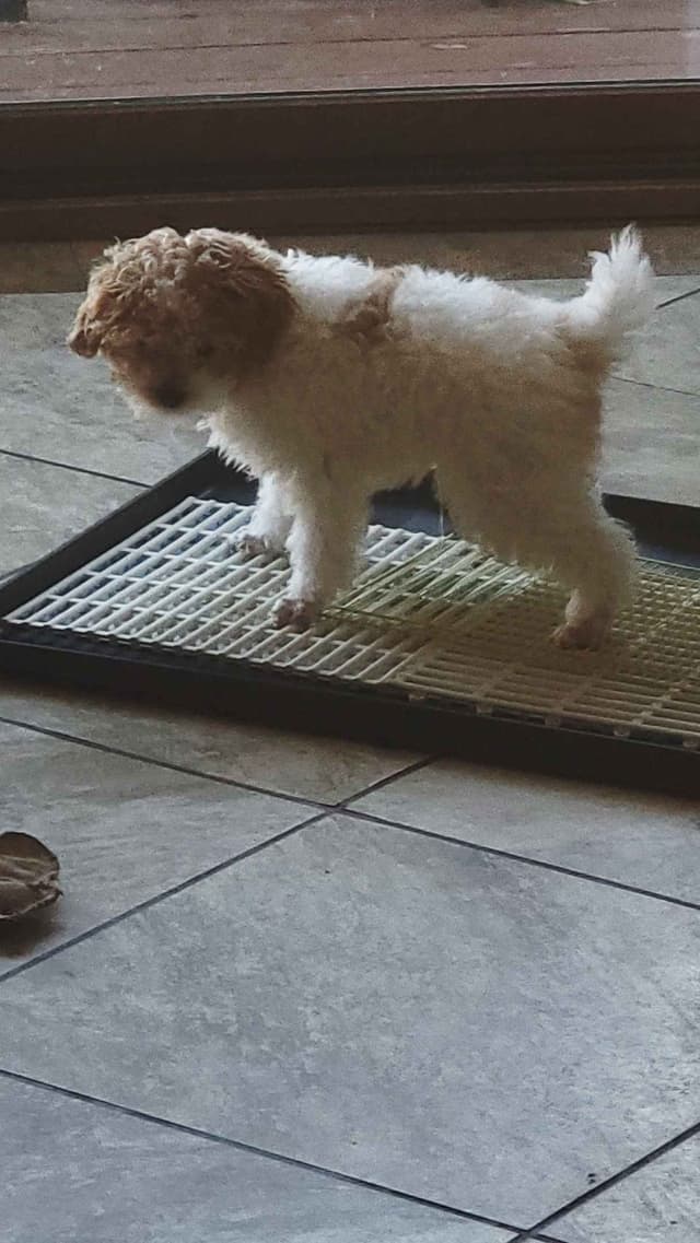 $2000 Poodle Puppy 8 lbs media 3
