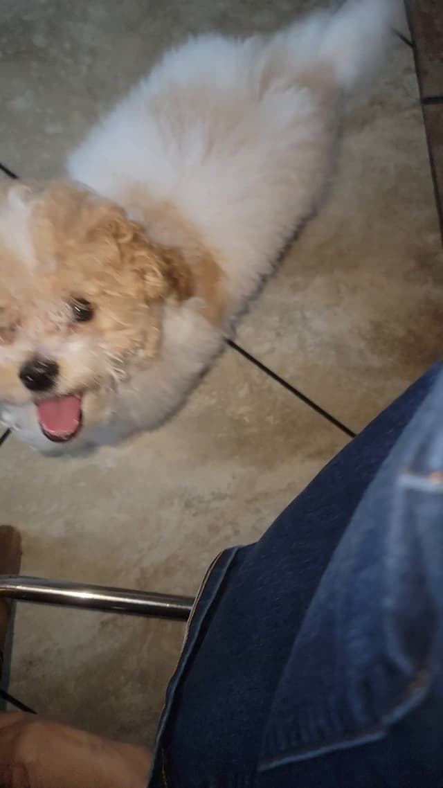 $2000 Poodle Puppy 8 lbs media 4